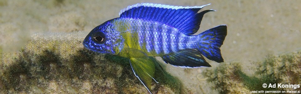 Aulonocara stuartgranti 'Gallireya Reef'