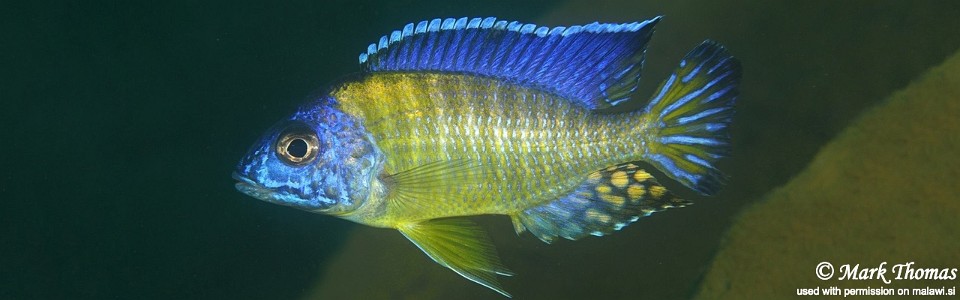 Aulonocara stuartgranti 'Hai Reef'<br><font color=gray>Auloocara Blue Neon</font>