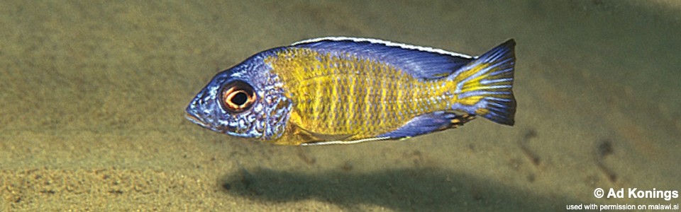 Aulonocara stuartgranti 'Liutche'<br><font color=gray>Auloocara Blue Neon</font>