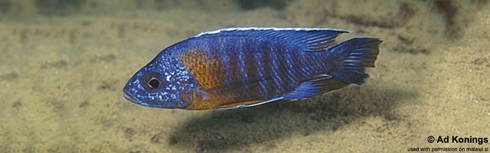 Aulonocara stuartgranti 'Metangula'<br><font color=gray>Aulonocara hansbaenschi 'Metangula'</font>