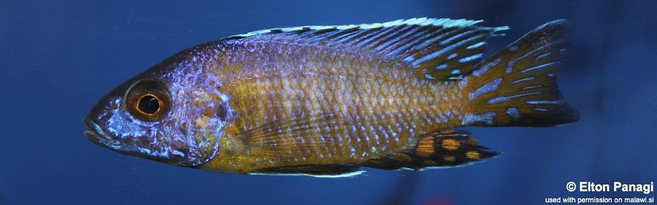 Aulonocara stuartgranti 'Sanga'