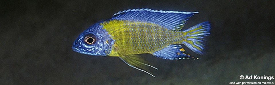 Aulonocara stuartgranti 'Wikihi'<br><font color=gray>Auloocara Blue Neon</font>