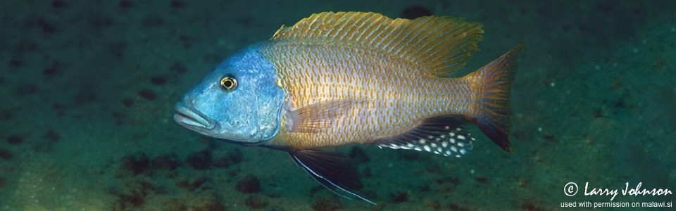 Buccochromis rhoadesii 'Otter Point'