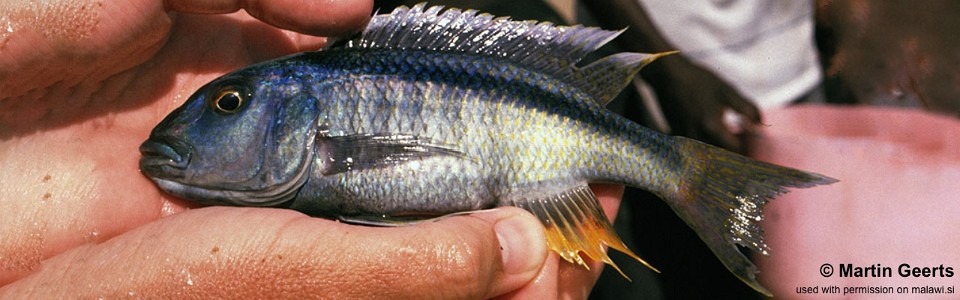 Buccochromis spectabilis 'Liuli'