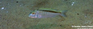 Buccochromis spectabilis