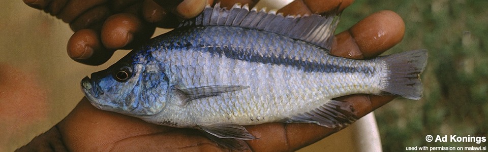 Caprichromis orthognathus 'Senga Bay'