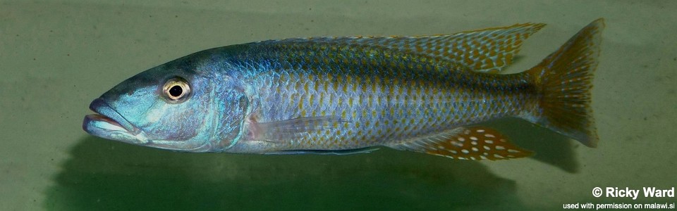 Champsochromis caeruleus 'Itungi'