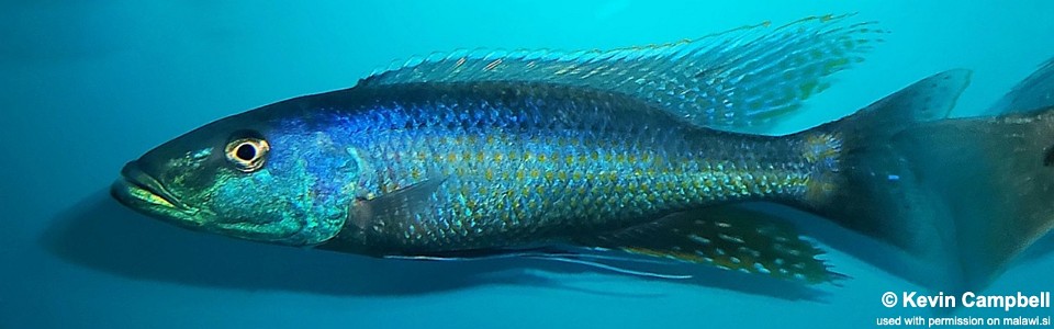 Champsochromis caeruleus 'Namalenje Island'