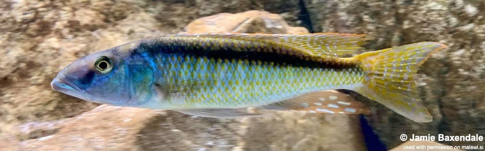 Champsochromis caeruleus 'Nkhata Bay'