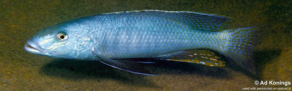 Champsochromis caeruleus 'Same Bay'