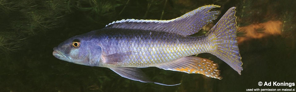 Champsochromis caeruleus (unknown locality)