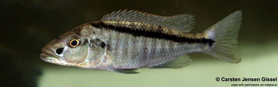 Champsochromis spilorhynchus 'Mazinzi Reef' 