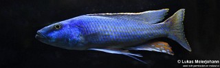 Champsochromis spilorhynchus.jpg