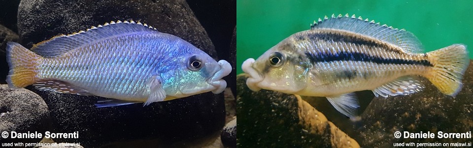 Cheilochromis euchilus (unknown locality)