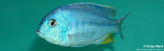 Chilotilapia rhoadesii 'Boadzulu Island'.jpg