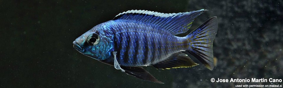 Copadichromis azureus (unknown locality)