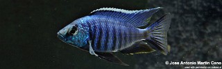 Copadichromis azureus.jpg