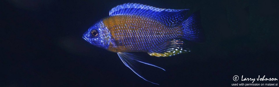 Copadichromis borleyi 'Ababi Island'