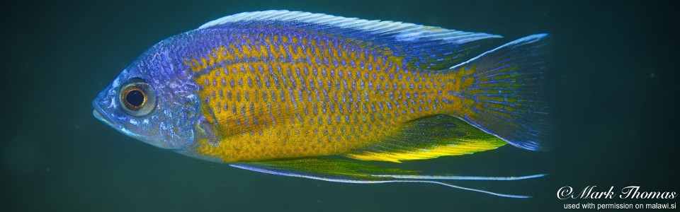 Copadichromis borleyi 'Bamba Rock'