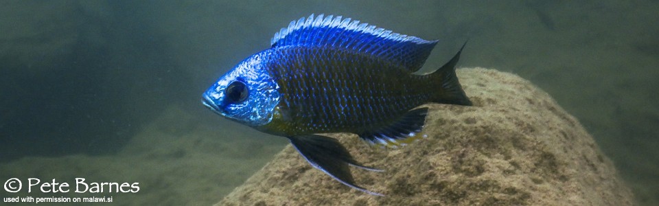 Copadichromis borleyi 'Boadzulu Island'