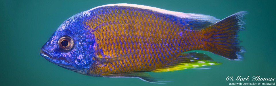 Copadichromis borleyi 'Chewere'