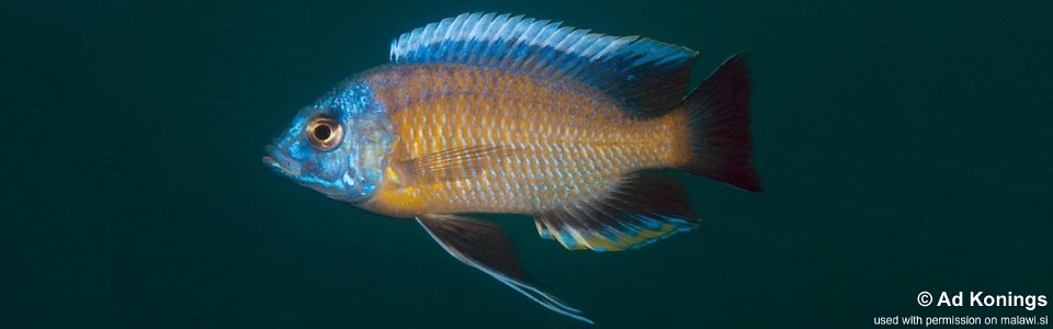 Copadichromis borleyi 'Chimwalani Reef'