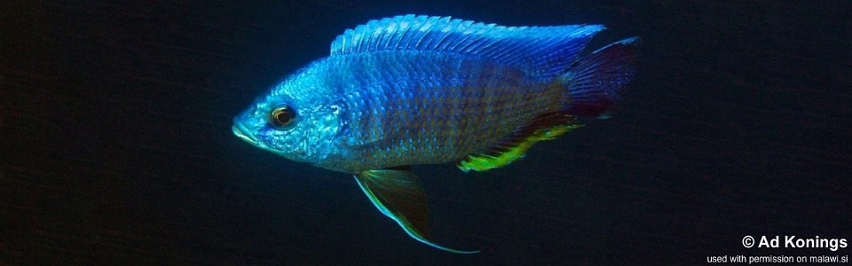 Copadichromis borleyi 'Chinyankwazi Island'