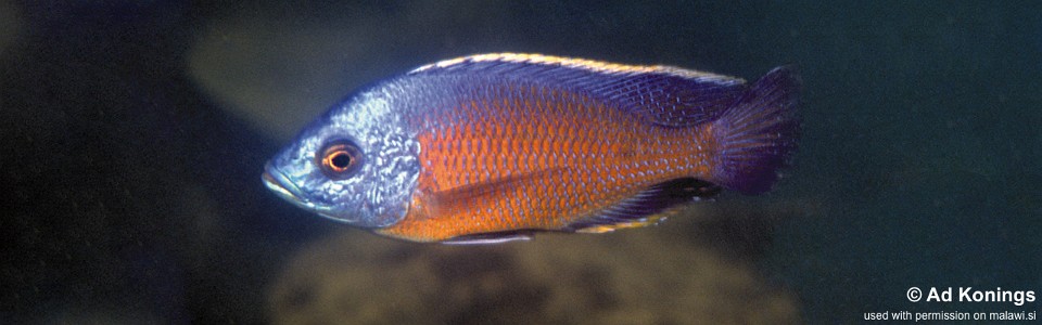 Copadichromis borleyi 'Crocodile Rocks'