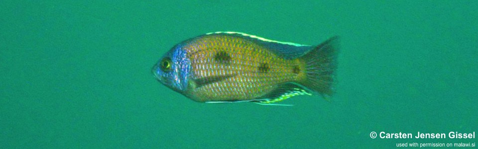 Copadichromis borleyi 'Gome'