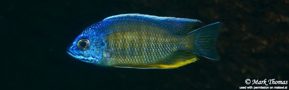 Copadichromis borleyi 'Higga Reef'