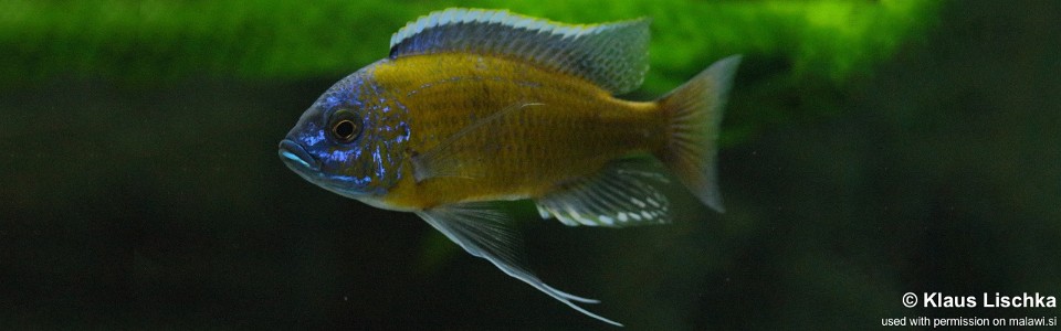 Copadichromis borleyi 'Jalo Reef'