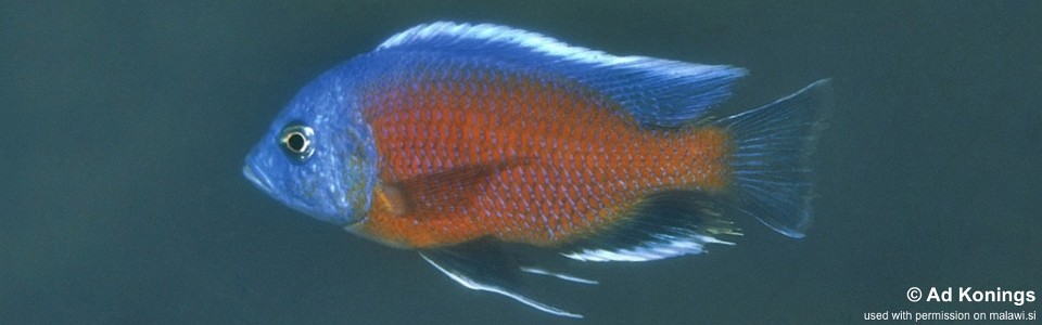 Copadichromis borleyi 'Kadango'