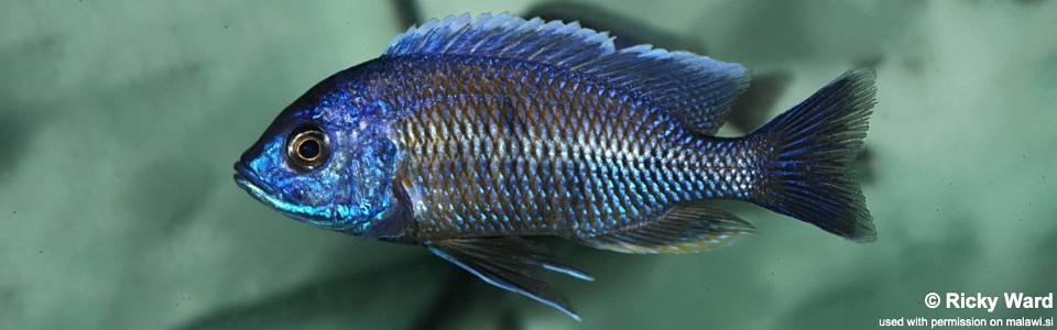 Copadichromis borleyi 'Kawanga Rocks'