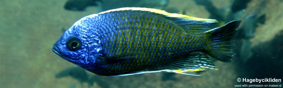 Copadichromis borleyi 'Linganjala Reef'