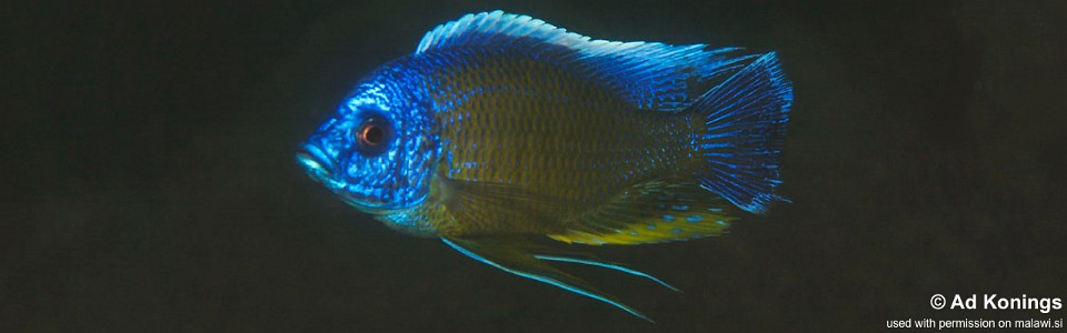 Copadichromis borleyi 'Londo Bay'