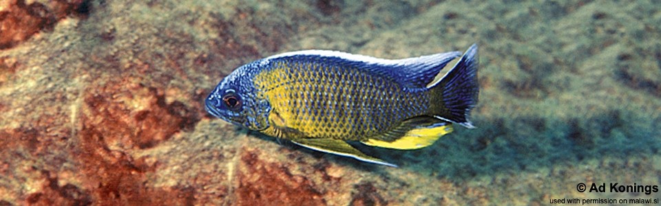 Copadichromis borleyi 'Lupingu'