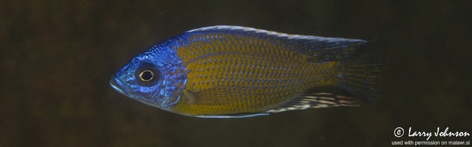 Copadichromis borleyi 'Luwala Reef'