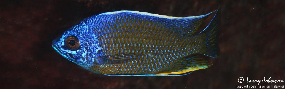 Copadichromis borleyi 'Mara Rocks'