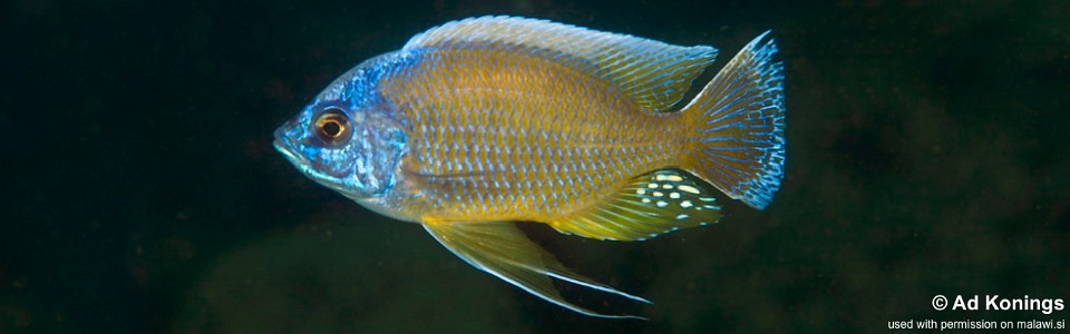 Copadichromis borleyi 'Mdoka'