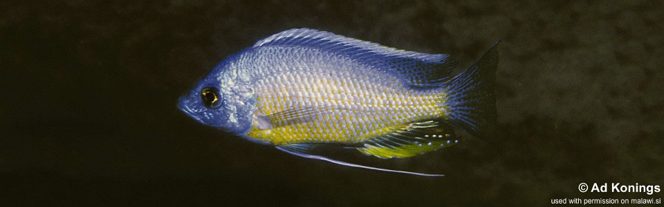 Copadichromis borleyi 'Mumbo Island'