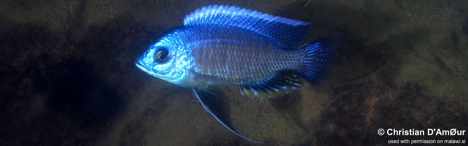 Copadichromis borleyi 'Nakantenga Island'