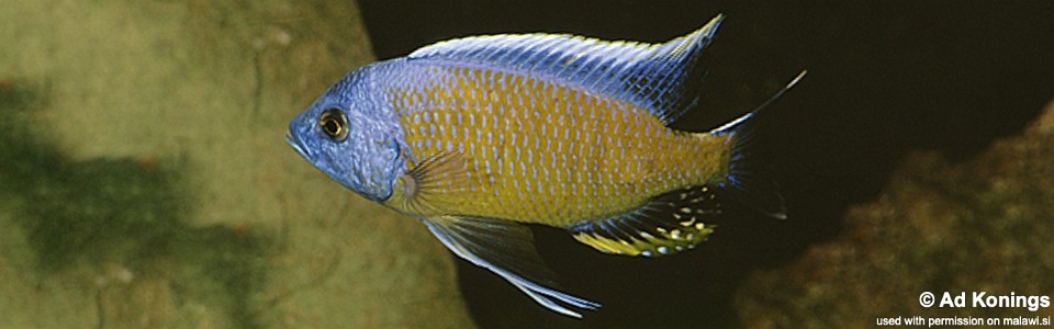 Copadichromis borleyi 'Namalenje Island'