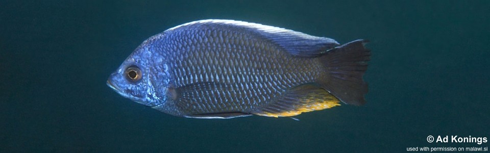 Copadichromis borleyi 'Ndumbi Point'