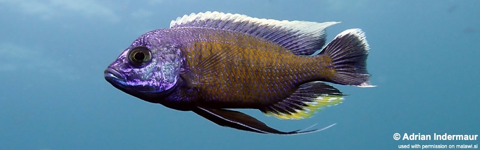 Copadichromis borleyi 'Nkhata Bay'