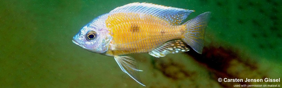 Copadichromis borleyi 'Nkhomo Reef'