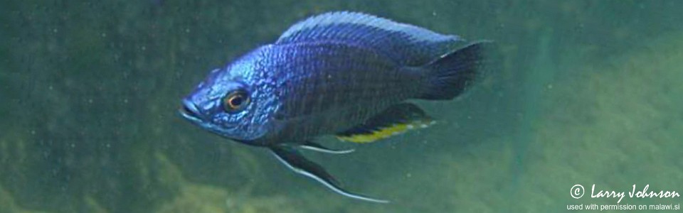 Copadichromis borleyi 'Otter Point'