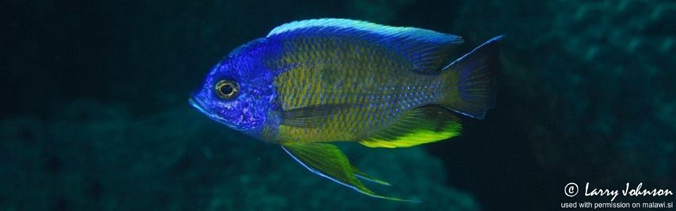 Copadichromis borleyi 'Taiwanee Reef'