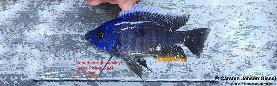 Copadichromis borleyi 'Three Peaks Reef'