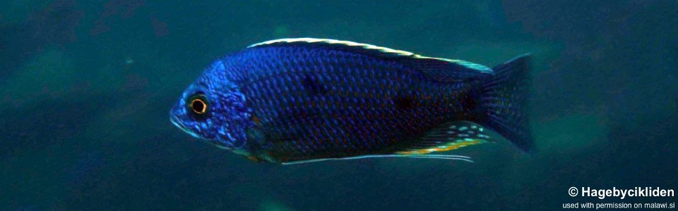 Copadichromis borleyi 'Thumbi West Island'