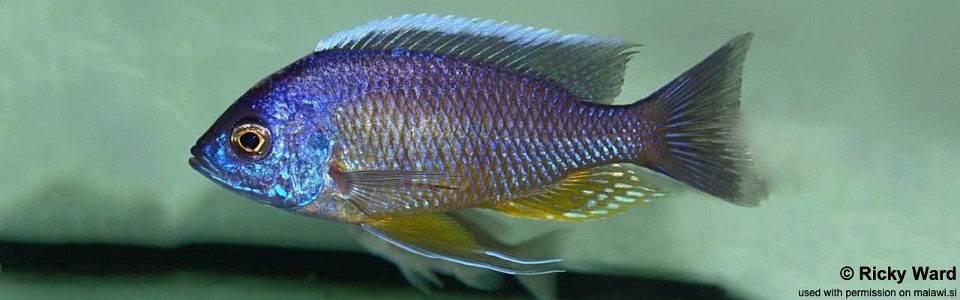 Copadichromis borleyi 'Undu Reef'